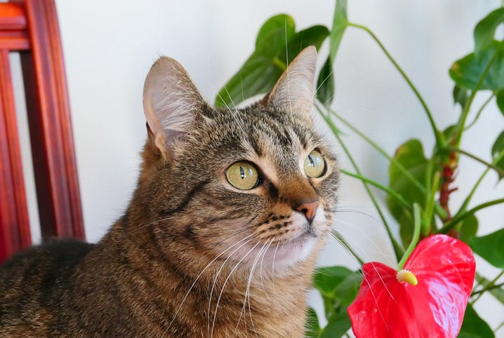 6 dicas para educar o seu gato desde pequeno - Lenda Portugal