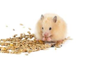 Como alimentar o hamster com os ingredientes certos