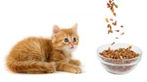 Dieta de ração para gatos