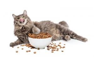 Dietas para gatos