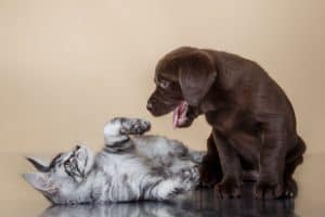 Cachorro em possível briga com gato