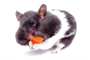Como alimentar um hamster de forma saudável