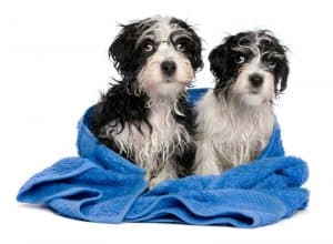 Cães enrolados em toalha após banho