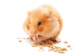 Hamster, um dos animais de pequeno porte, comendo ração