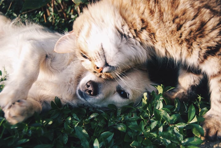 cachorro e gato 1