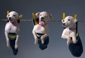 Três exemplares de cachorro filhote "pendurados" em varal