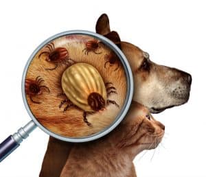 Lupa mostrando o detalhe dos carrapatos no corpo de um cão