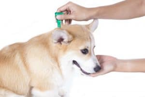Como acabar com pulgas em cães e ambientes infestados