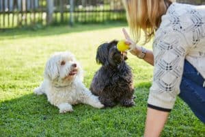 Tutora aprendendo como treinar seu cachorro