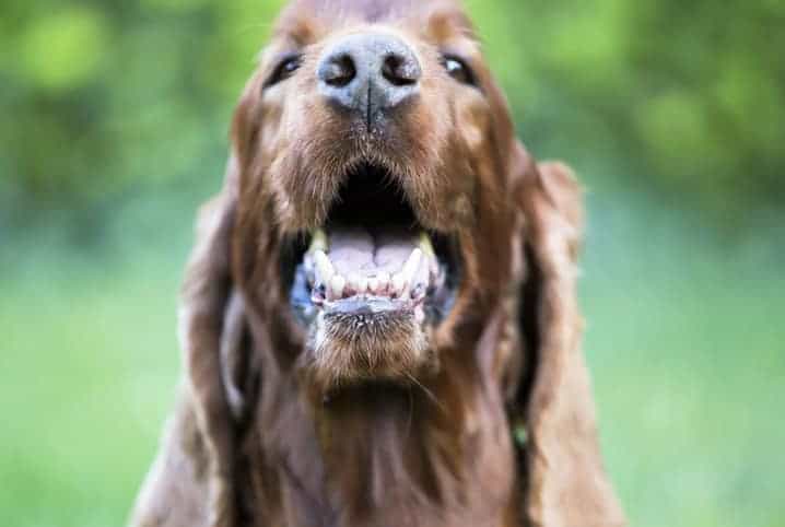 cachorro de pelo marrom com a boca aberta