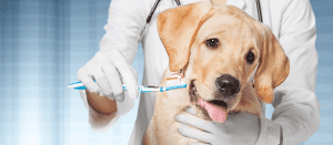 Mão de veterinário prestes a escovar dentes de cachorro