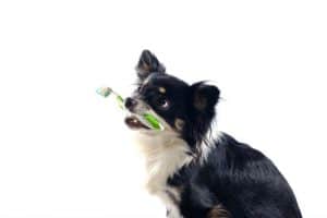Pet com escova de dente para cachorro na boca
