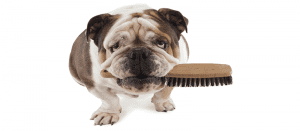 Cão com escova de cabelo na boca