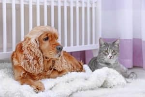 Cão e gato com suspeita de parasitas