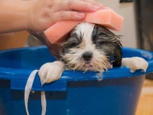 Cão sendo higienizado para eliminar pulgas