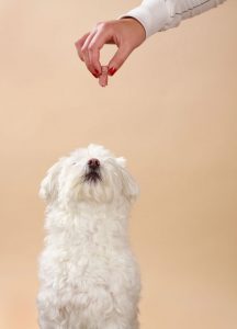 Mão de tutor oferecendo petiscos para cachorros a pet