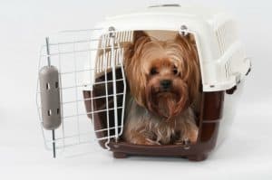 Pet em caixa para o transporte de animais