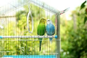 Casal de aves domésticas em gaiola