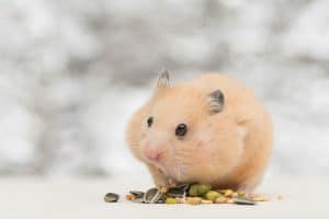 Hamster comendo sementes