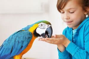 Garota alimentando pássaros