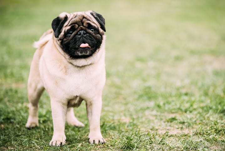 pug 3