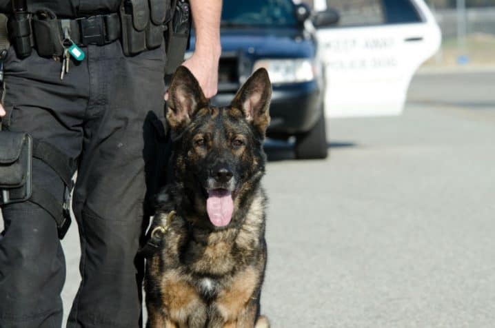 cachorro-policial