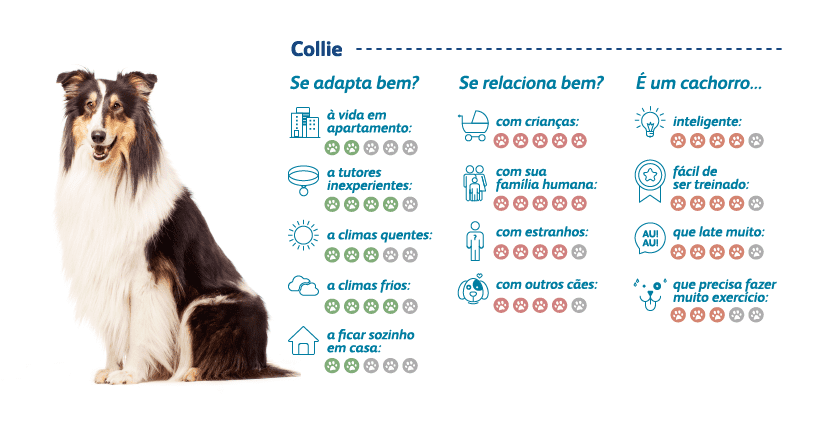 Landseer  Características da raça e como cuidar zooplus Magazine