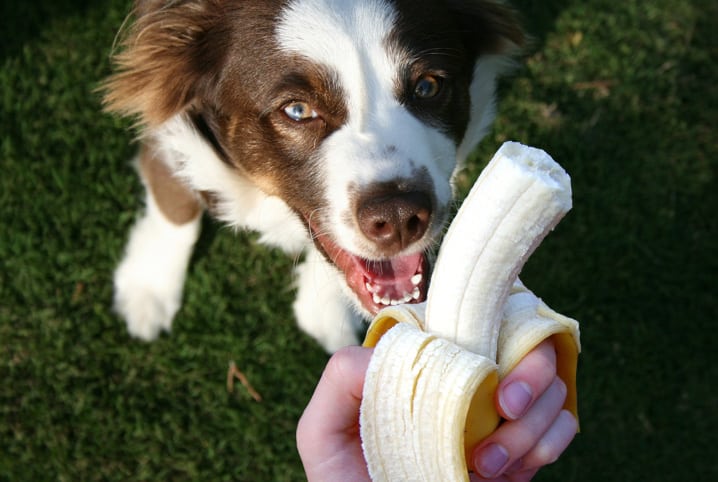 cachorro pode comer banana