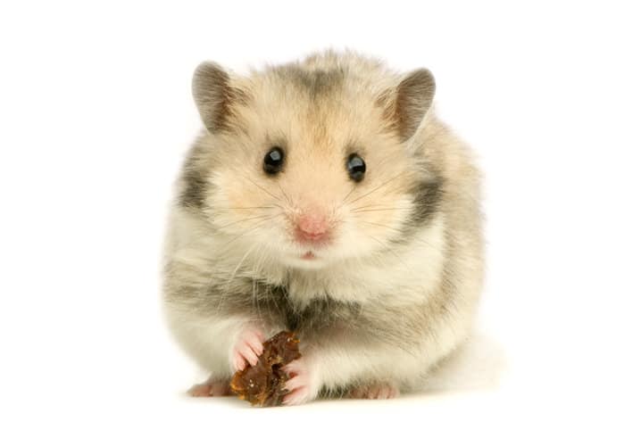 alimentacao hamster