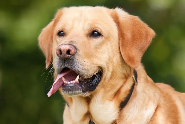 7 raças de cachorro de grande porte e como cuidar delas