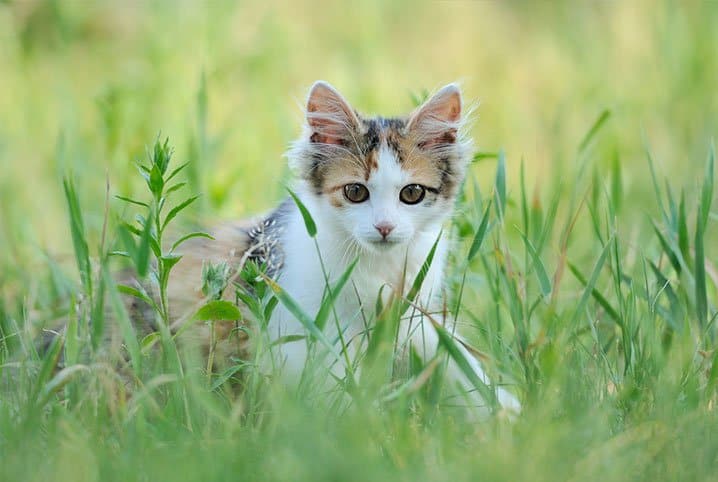 Esporotricose em gatos tem cura e posse responsável é chave para prevenção