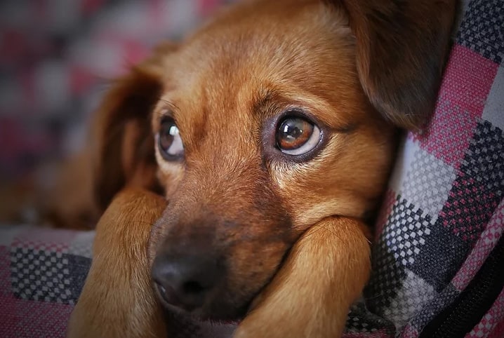Cachorro com pelos caramelos olhando para o lado com expressão triste.