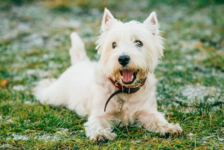 LINGUAGEM do CACHORRO e os SINAIS de CALMA - Guia completo