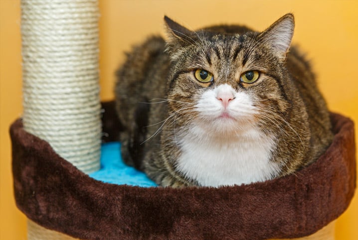 Gato perdendo pelo, com casquinhas na ponta da orelha e pequenas feridas :  r/ApoioVet