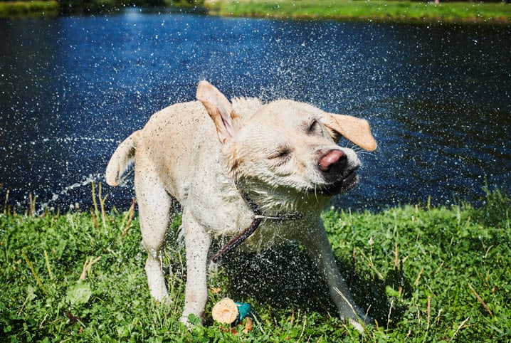 como cuidar de cao no verao