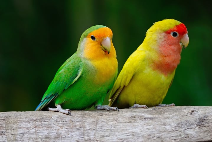 coloridos  É disso que elas gostam!