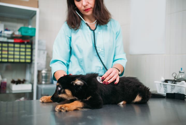 exames veterinarios pets