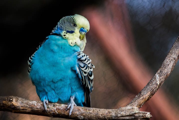aves domesticas passaros
