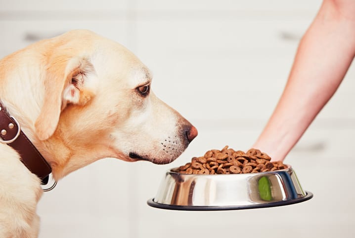 Como fazer um bolo saudável e delicioso para cães e gatos?