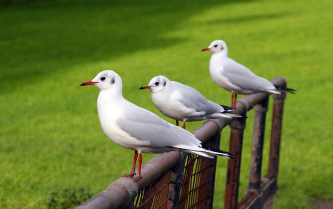 especies de aves