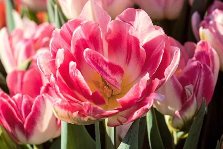 flores para presente tulipas 1