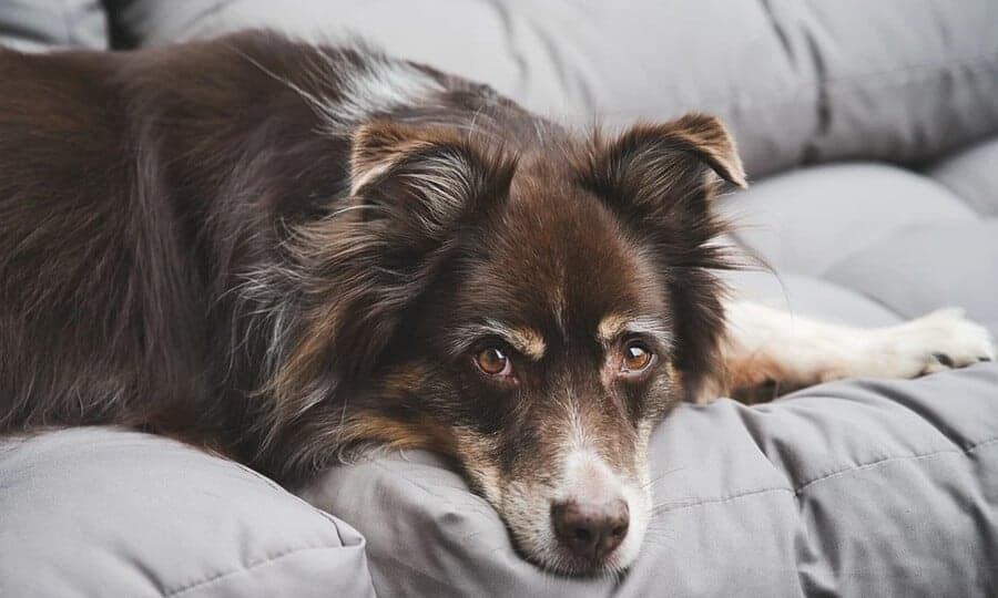 Antigo Cão de Pastor Inglês - Raças de Cachorros