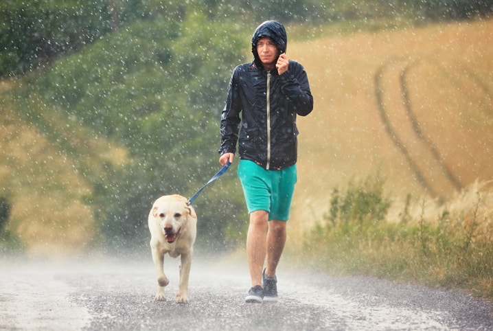 Cachorro na chuva: pode ou não pode? Entenda tudo!