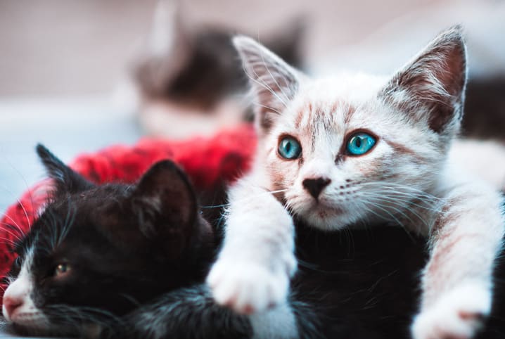 Gatos De Estimação Enfrentam Diferentes Desenhos Da Raça Felina