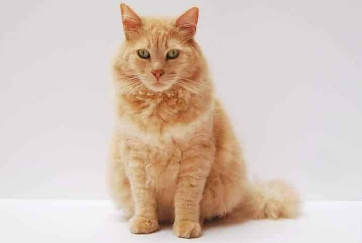 Gato laranja em fundo branco