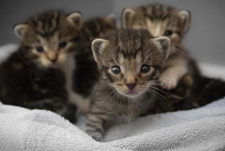 Gatinhos acabaram de nascer 7/5/2019