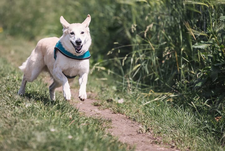 Calculadora revela idade 'real' de cães e a idade 'canina' dos