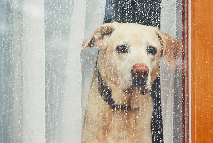 cachorro medo chuva