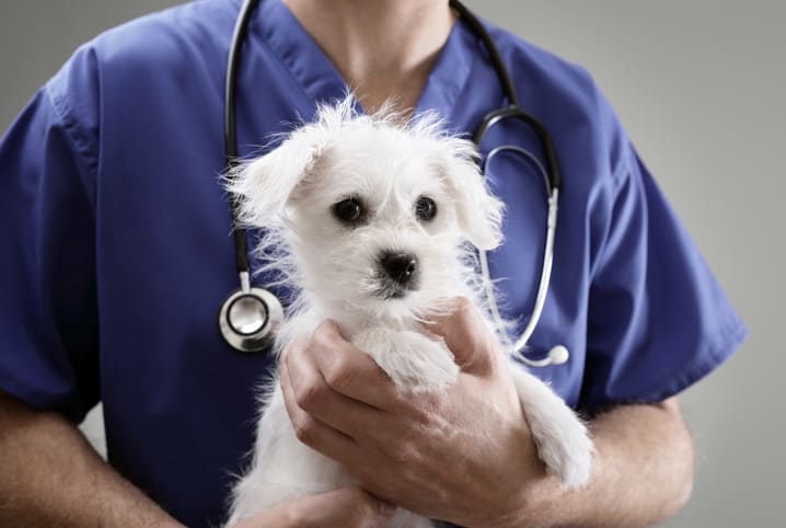 geriatria veterinaria cachorro