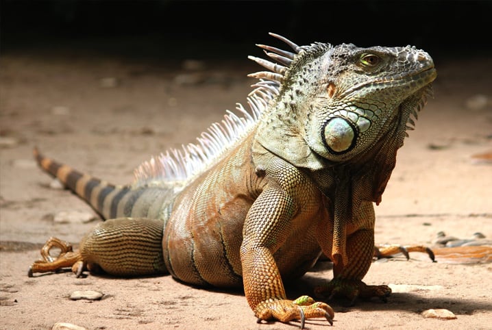 iguana domestica aquario